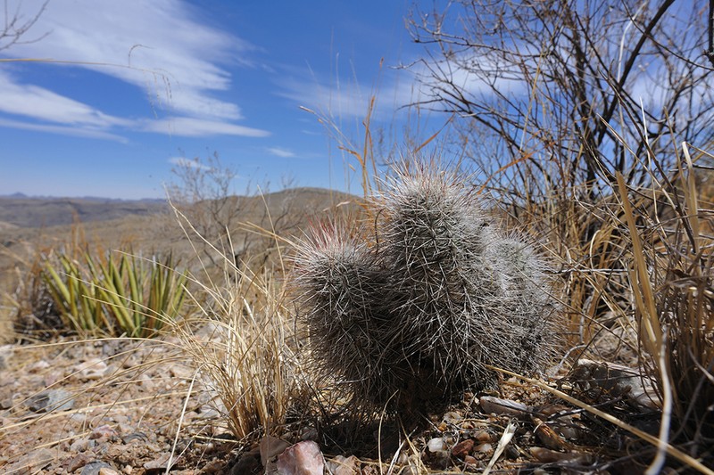 Echinocereus canus photo 4