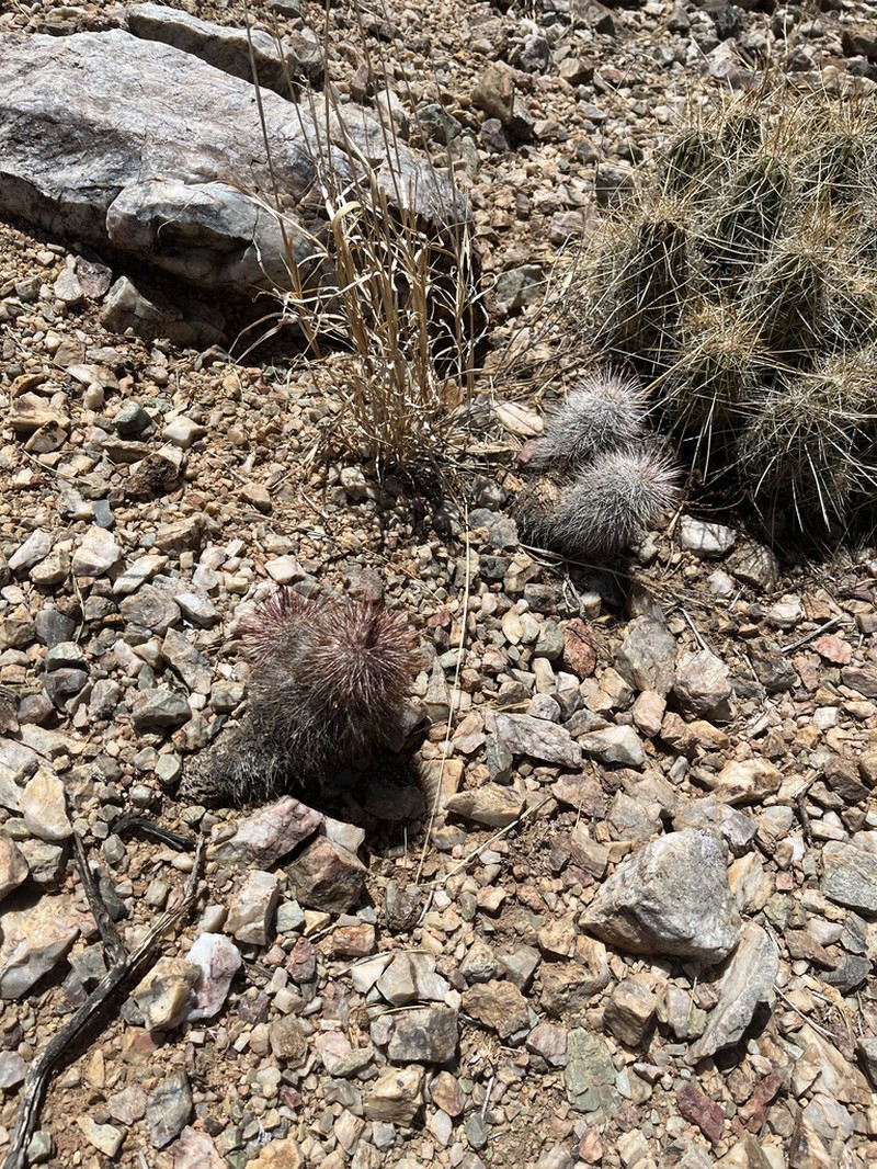 Echinocereus canus photo 5
