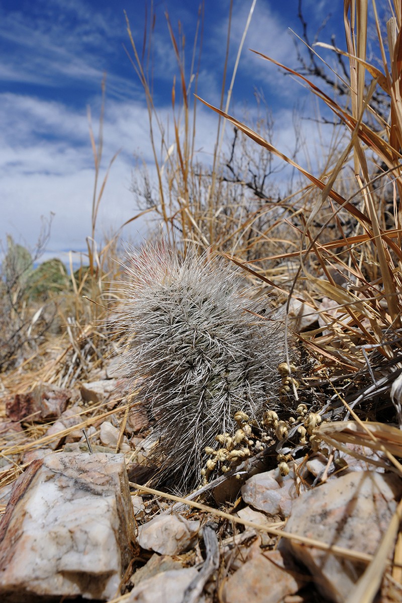 Echinocereus canus photo 6