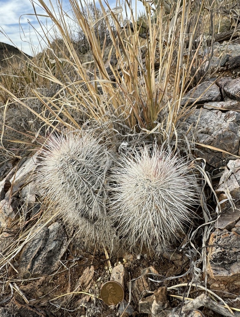 Echinocereus canus photo 7