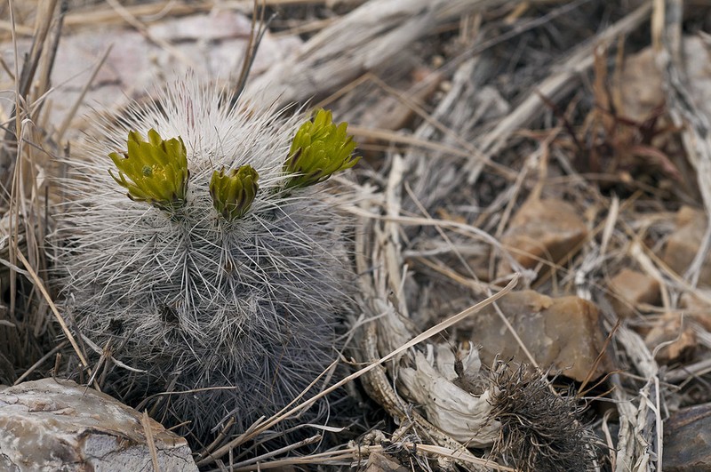 Echinocereus canus photo 8