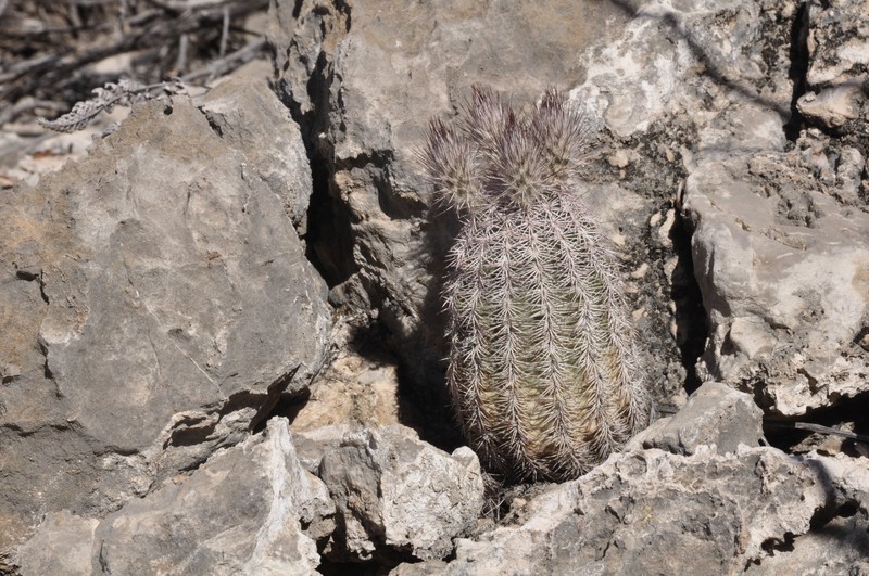 Chisos Mountain Hedgehog Cactus
