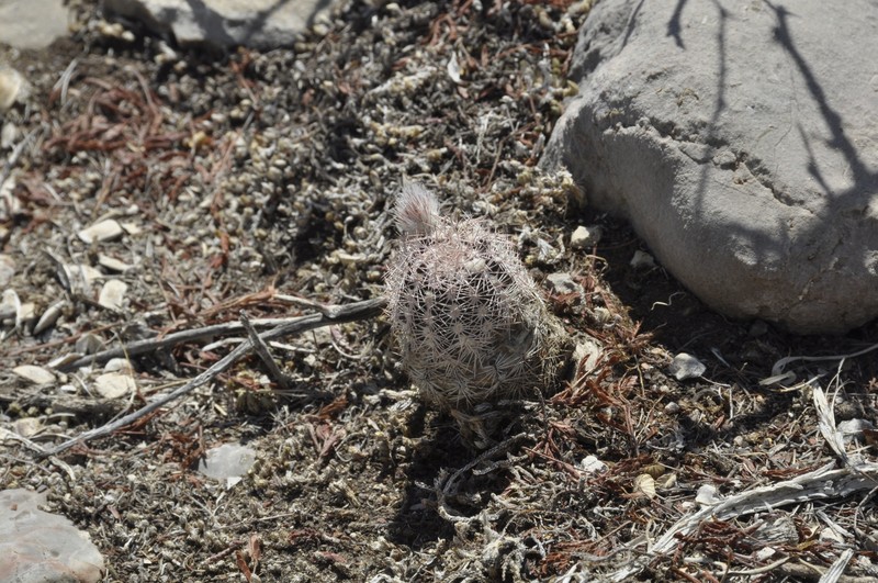Chisos Mountain Hedgehog Cactus photo 2