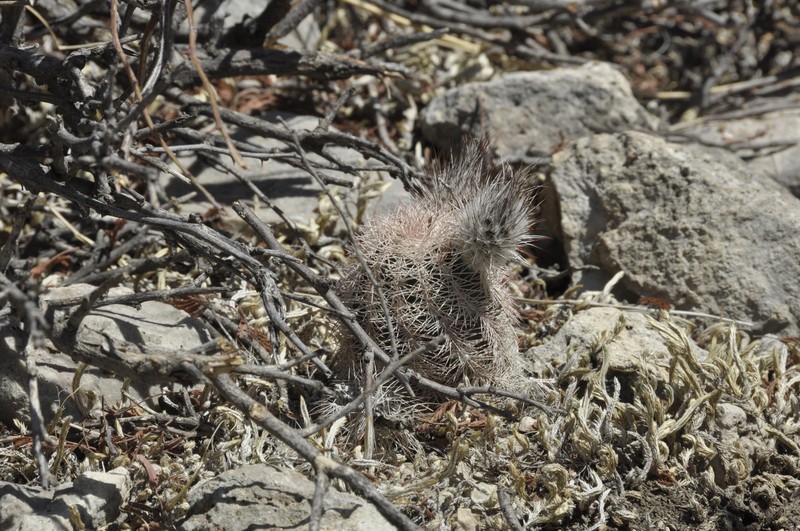 Chisos Mountain Hedgehog Cactus photo 3