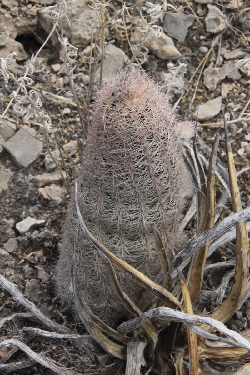 Chisos Mountain Hedgehog Cactus photo 4