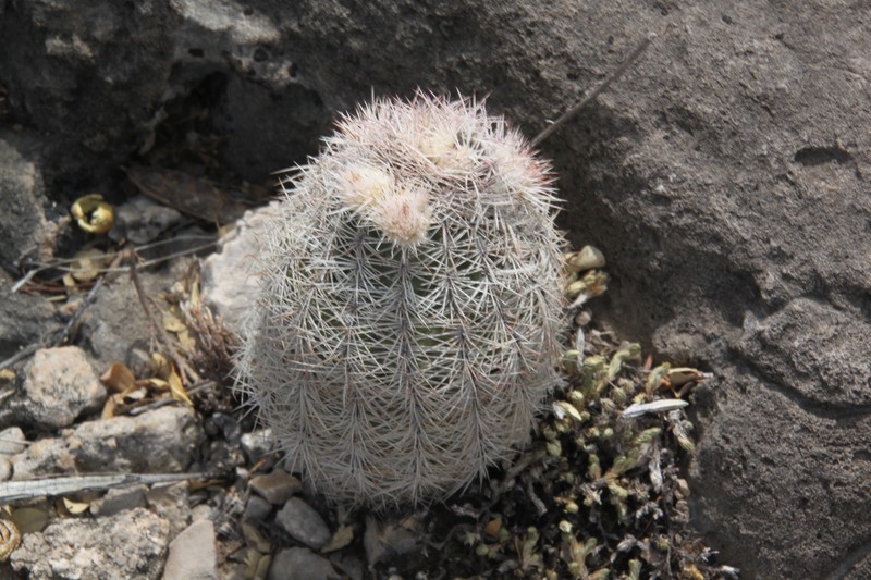 Chisos Mountain Hedgehog Cactus photo 5