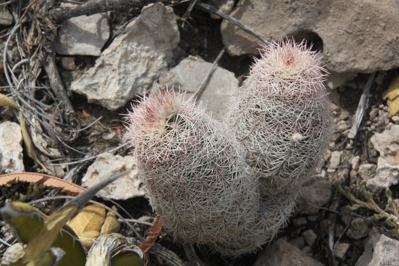 Chisos Mountain Hedgehog Cactus photo 6