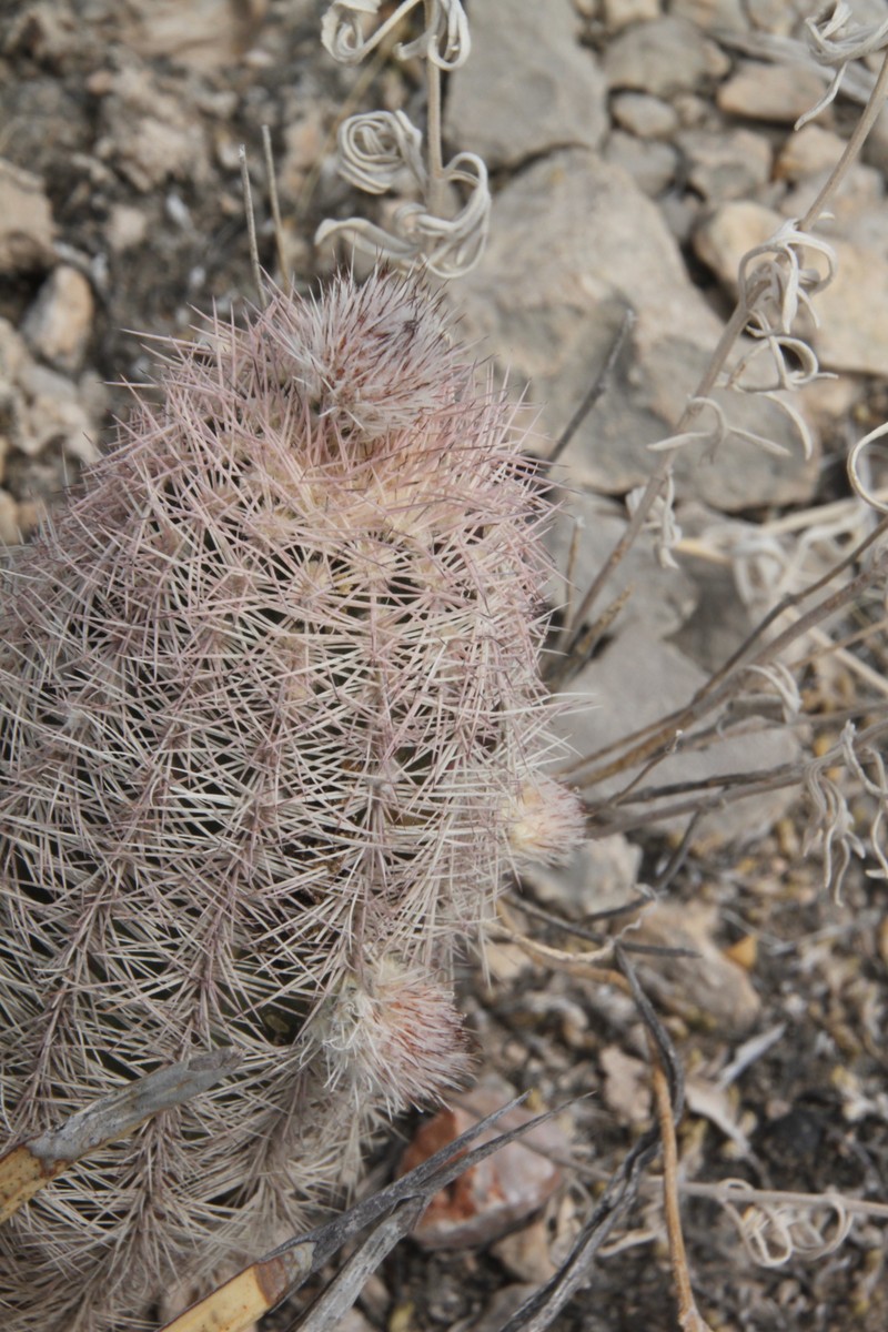 Chisos Mountain Hedgehog Cactus photo 7