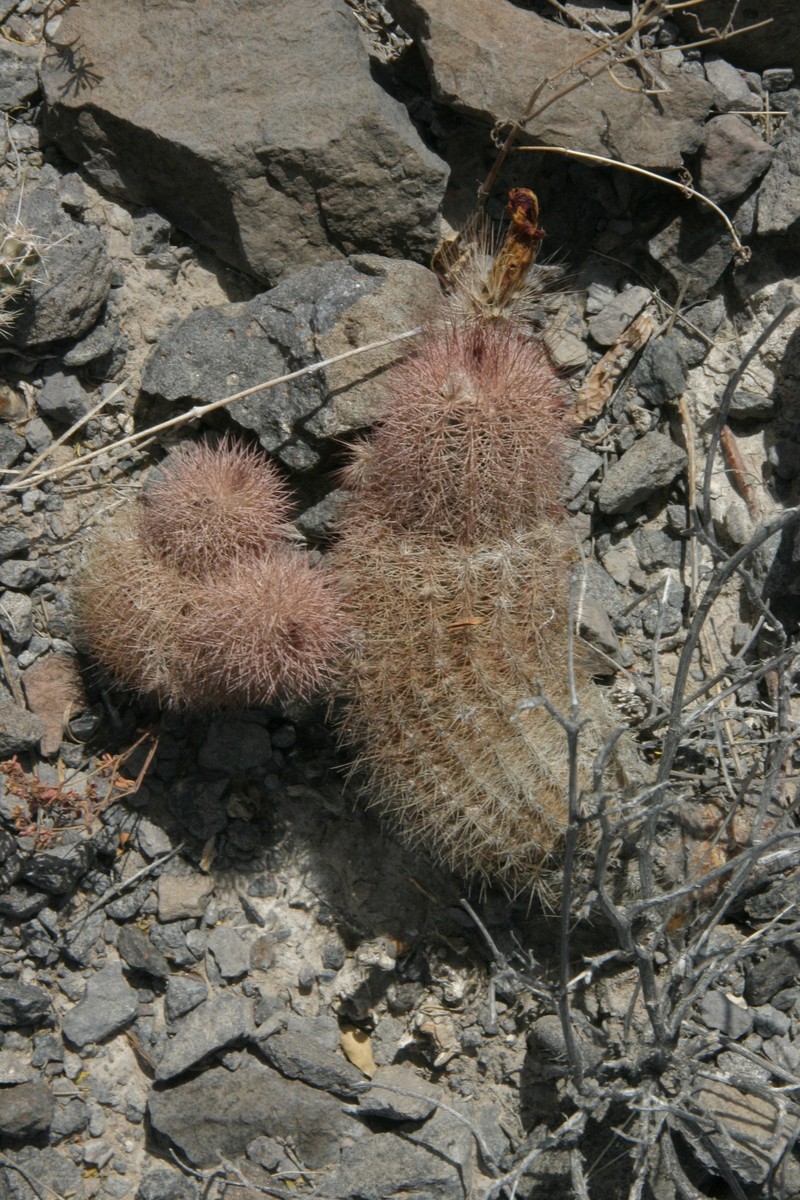 Chisos Mountain Hedgehog Cactus photo 8