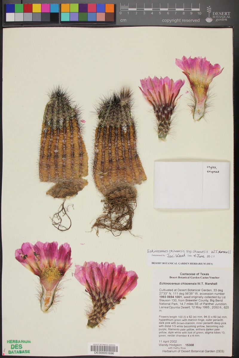 Echinocereus chisoensis subsp. chisoensis