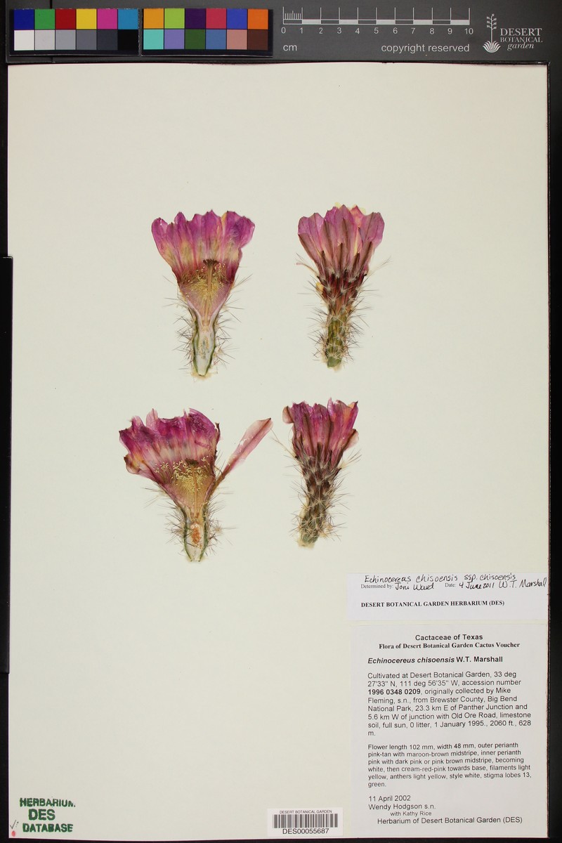 Echinocereus chisoensis subsp. chisoensis photo 2