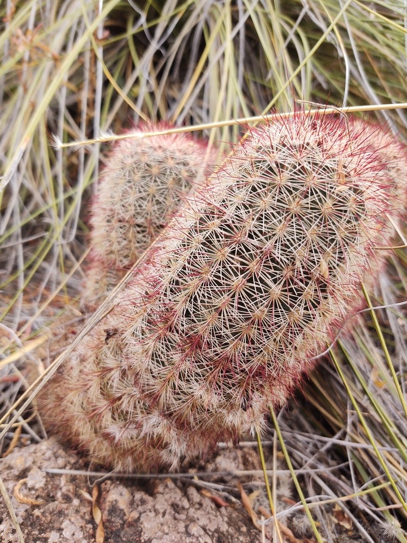 Echinocereus chloranthus