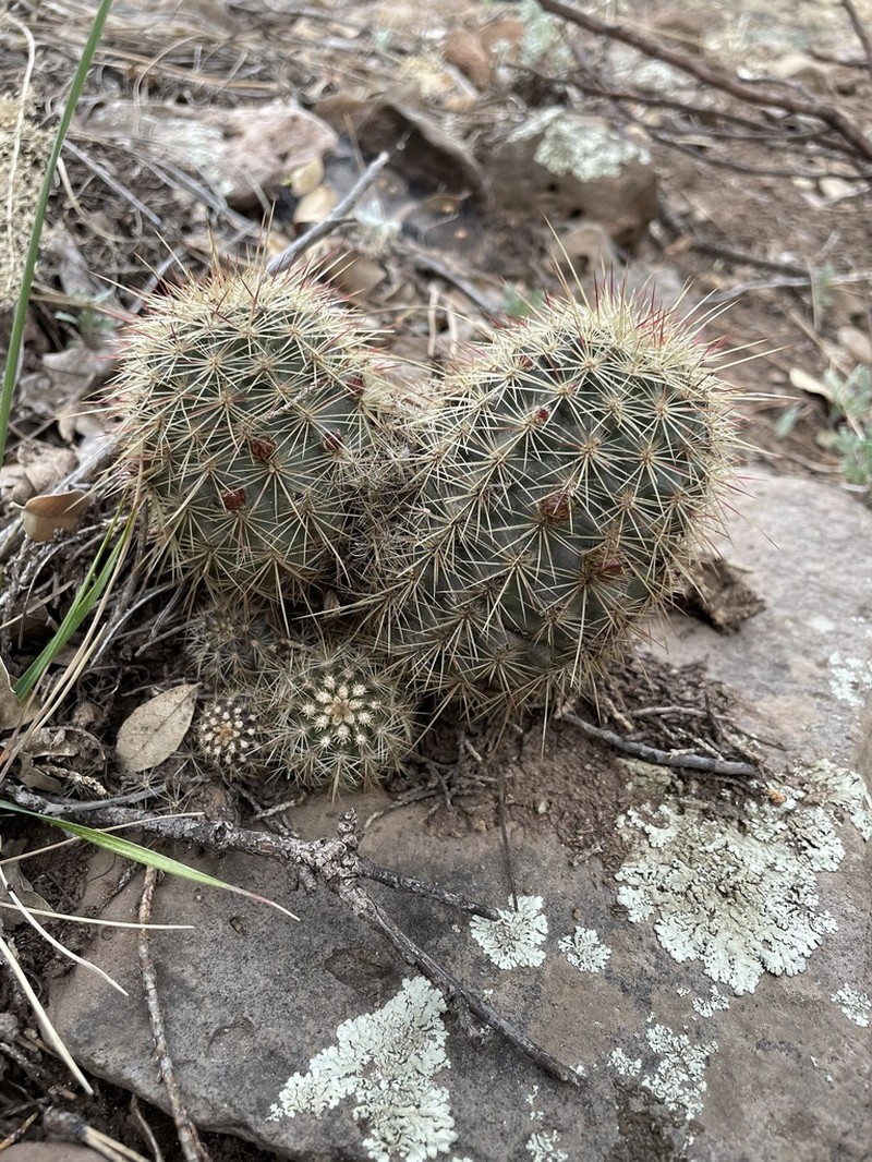 Echinocereus chloranthus photo 2