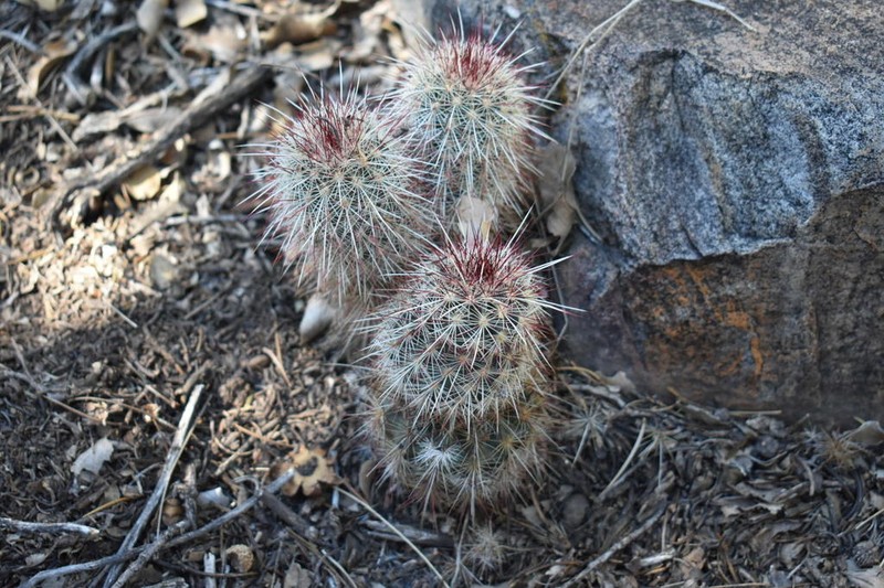 Echinocereus chloranthus photo 3