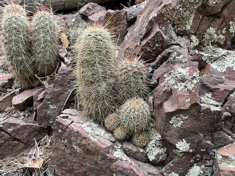 Echinocereus chloranthus photo 4