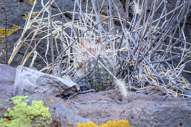 Echinocereus chloranthus photo 5