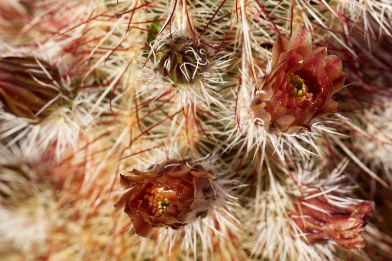 Echinocereus chloranthus photo 6