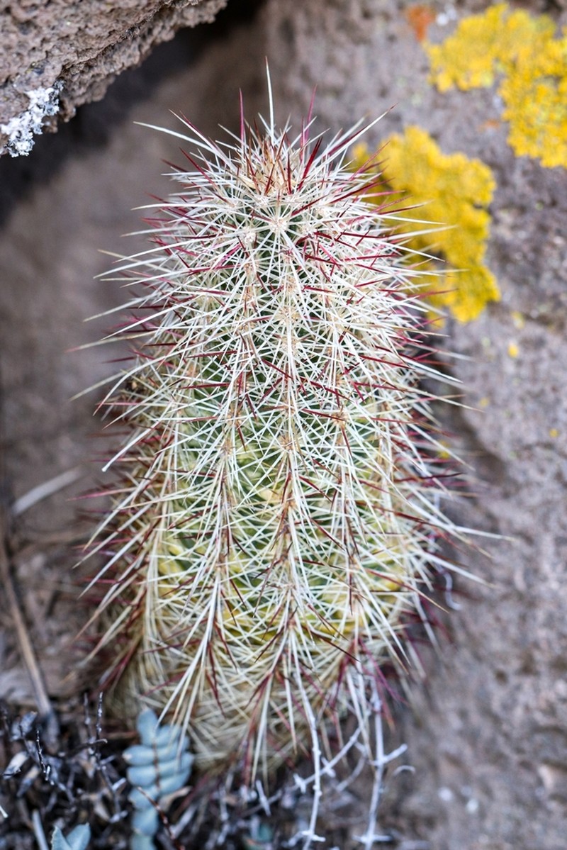 Echinocereus chloranthus photo 7