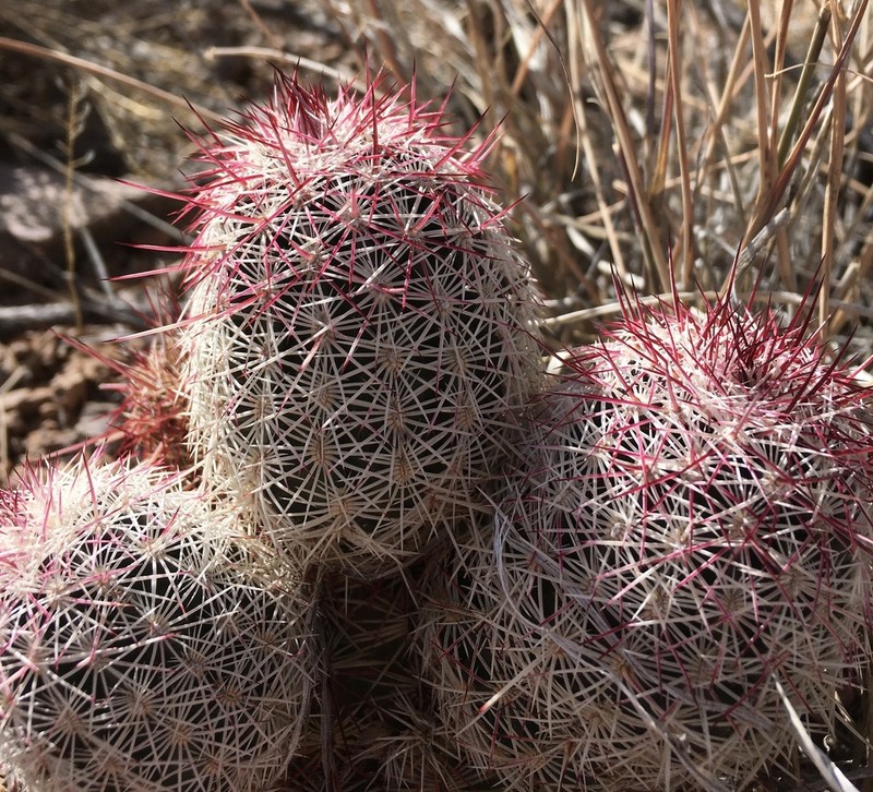 Echinocereus chloranthus photo 8