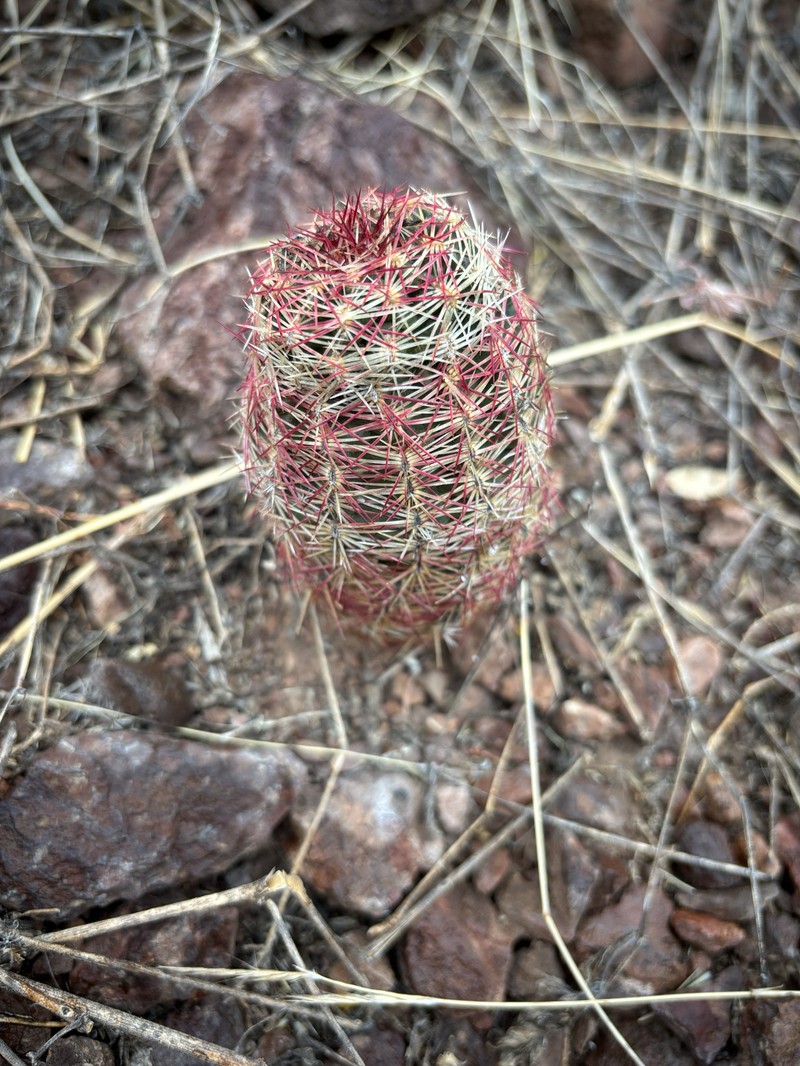 Echinocereus chloranthus subsp. chloranthus