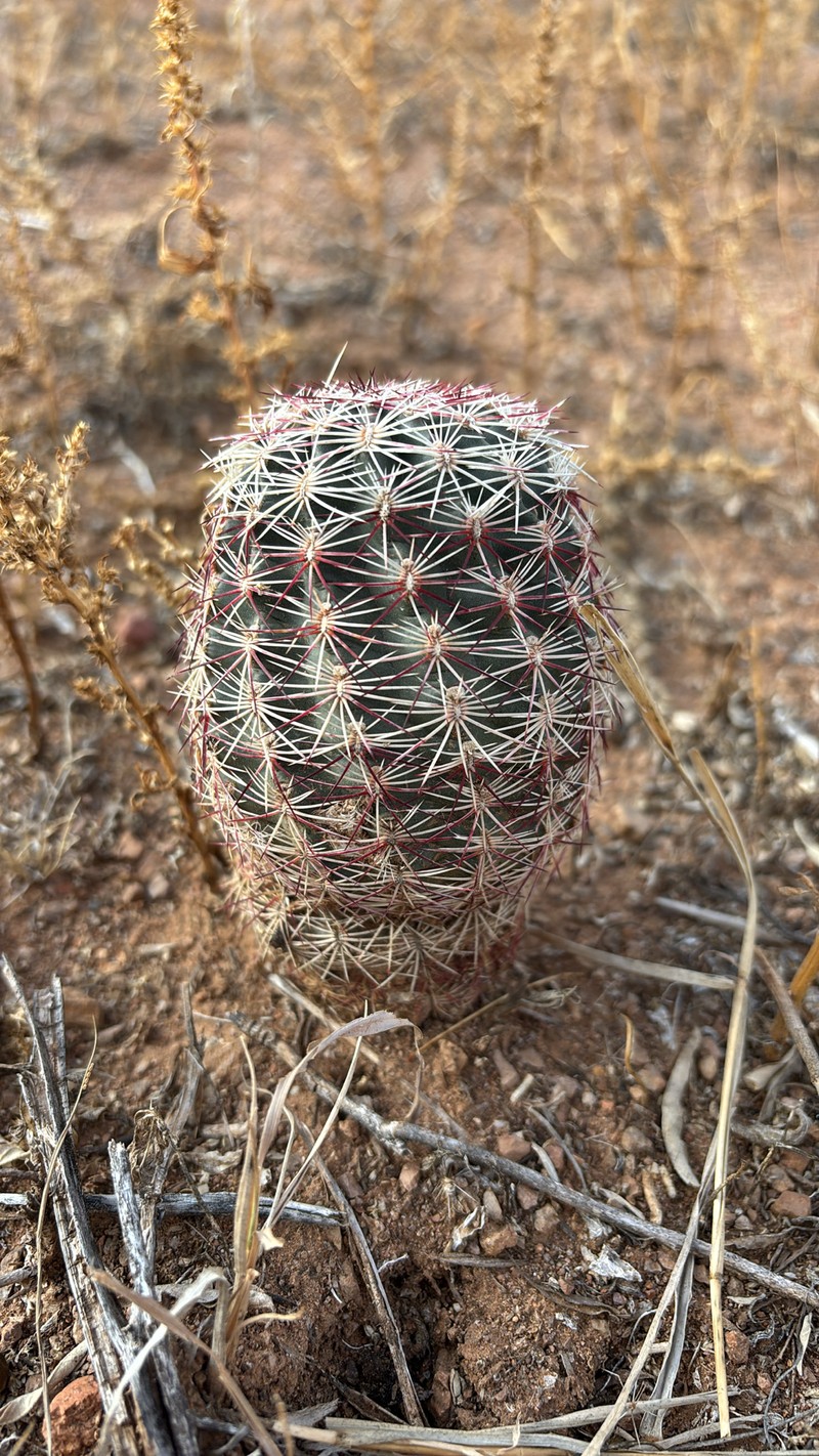 Echinocereus chloranthus subsp. chloranthus photo 2