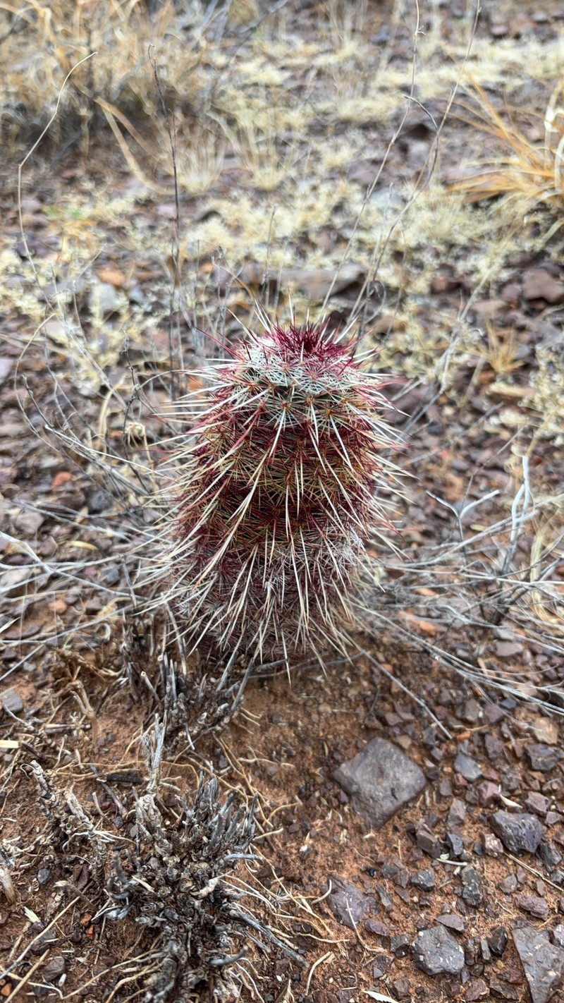 Echinocereus chloranthus subsp. chloranthus photo 3