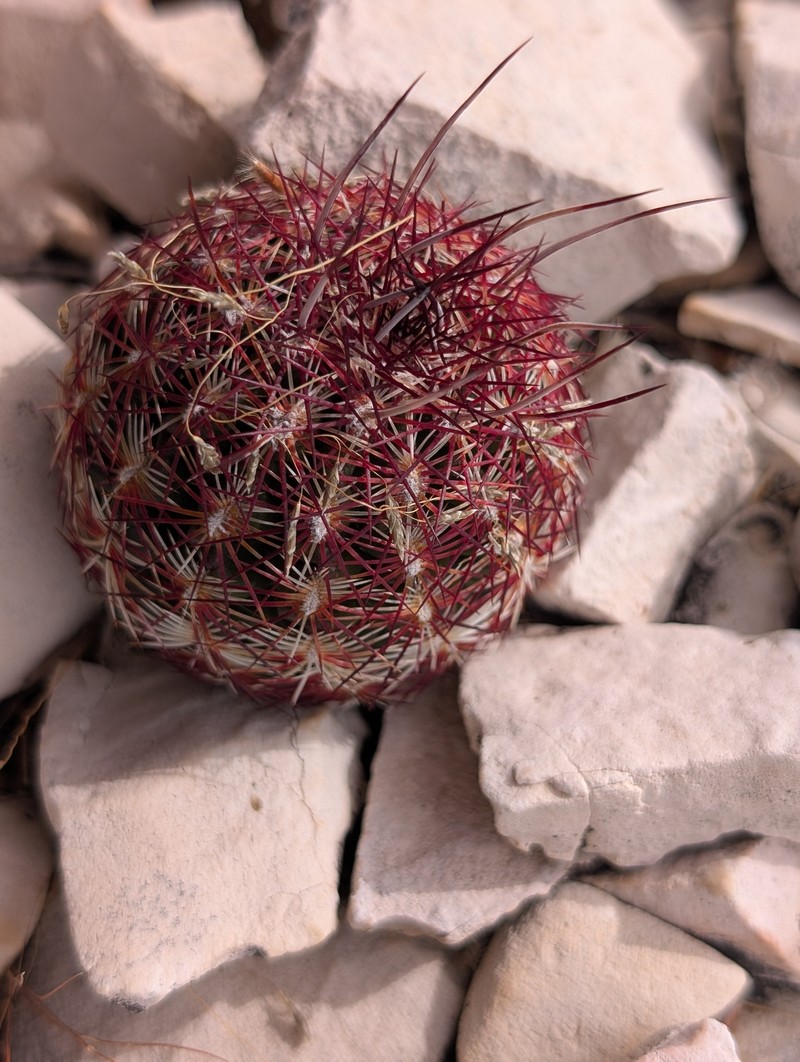 Echinocereus chloranthus subsp. chloranthus photo 4