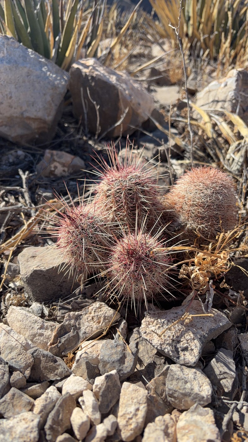 Echinocereus chloranthus subsp. chloranthus photo 5
