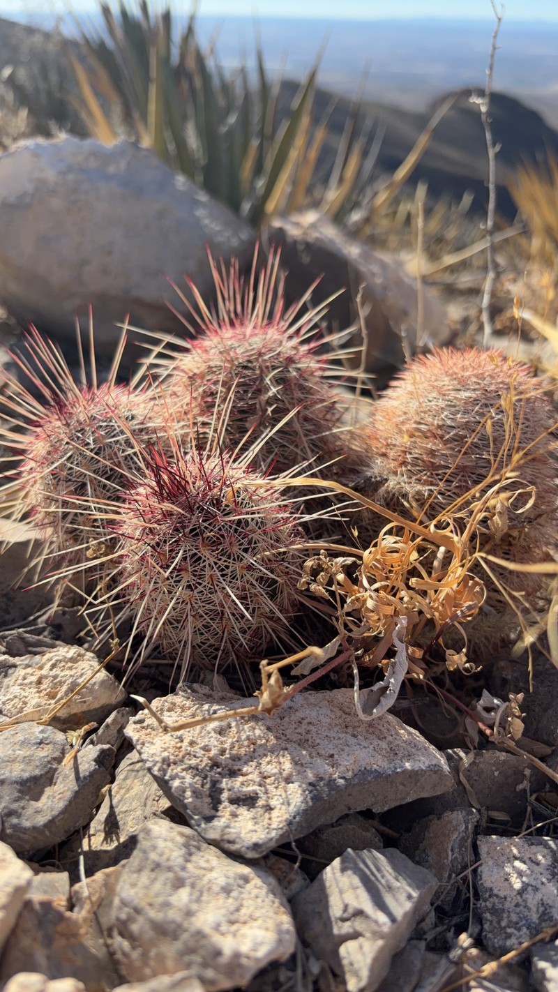 Echinocereus chloranthus subsp. chloranthus photo 6