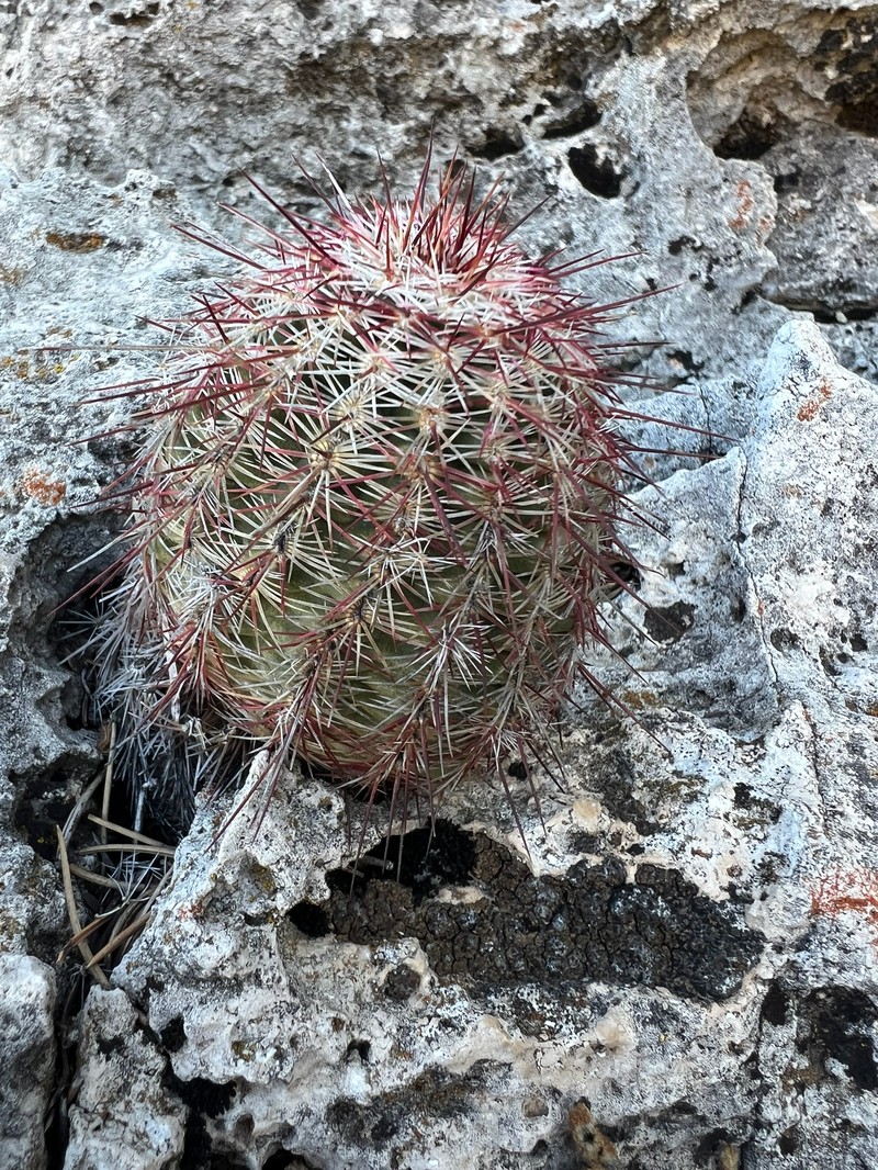 Echinocereus chloranthus subsp. chloranthus photo 7