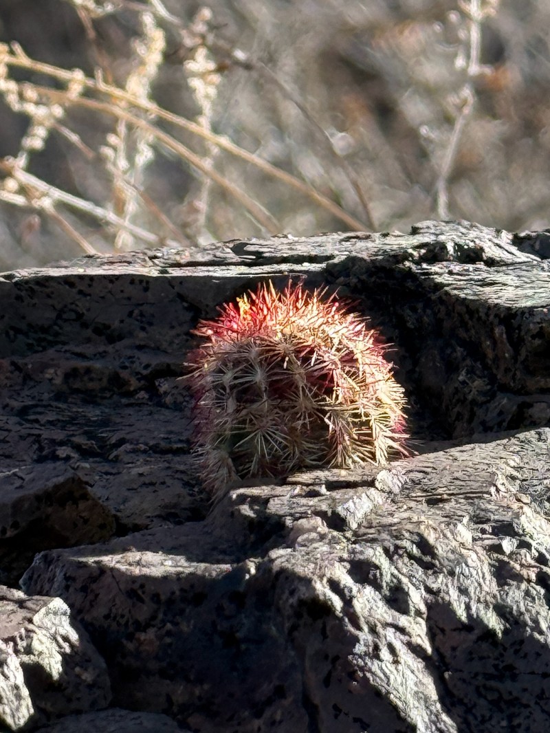 Echinocereus chloranthus subsp. chloranthus photo 8