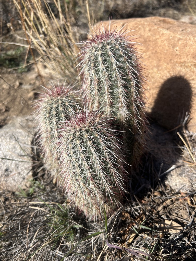 Echinocereus chloranthus subsp. rhyolithensis