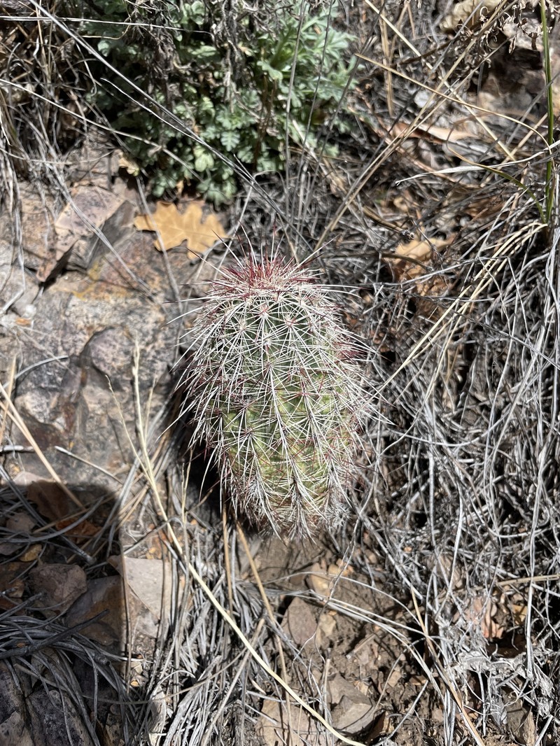 Echinocereus chloranthus subsp. rhyolithensis photo 2