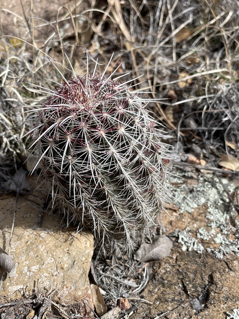 Echinocereus chloranthus subsp. rhyolithensis photo 3