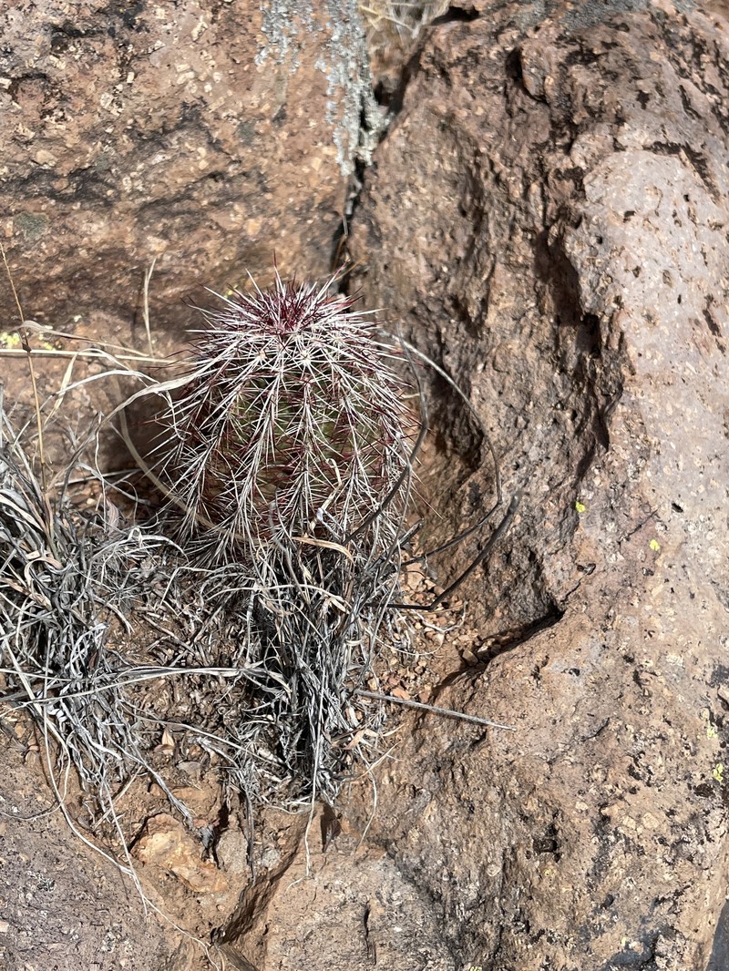 Echinocereus chloranthus subsp. rhyolithensis photo 4