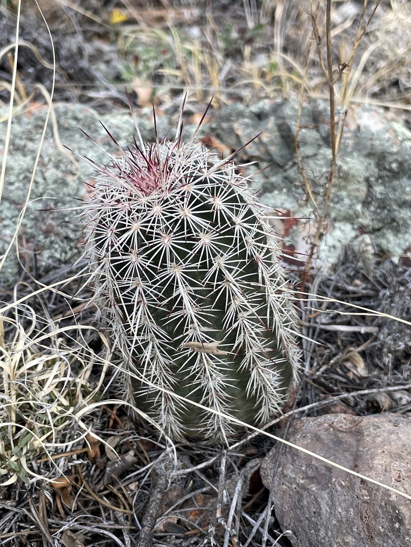 Echinocereus chloranthus subsp. rhyolithensis photo 5