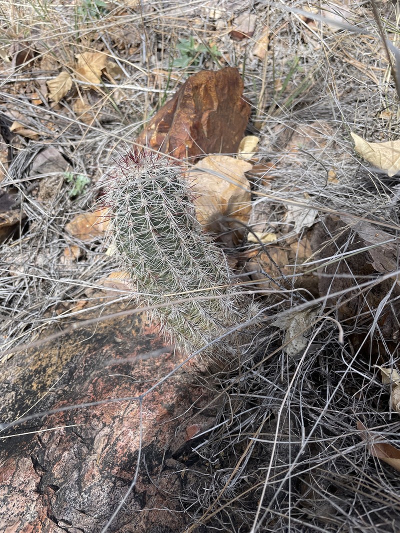 Echinocereus chloranthus subsp. rhyolithensis photo 6