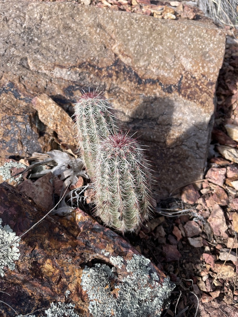 Echinocereus chloranthus subsp. rhyolithensis photo 7