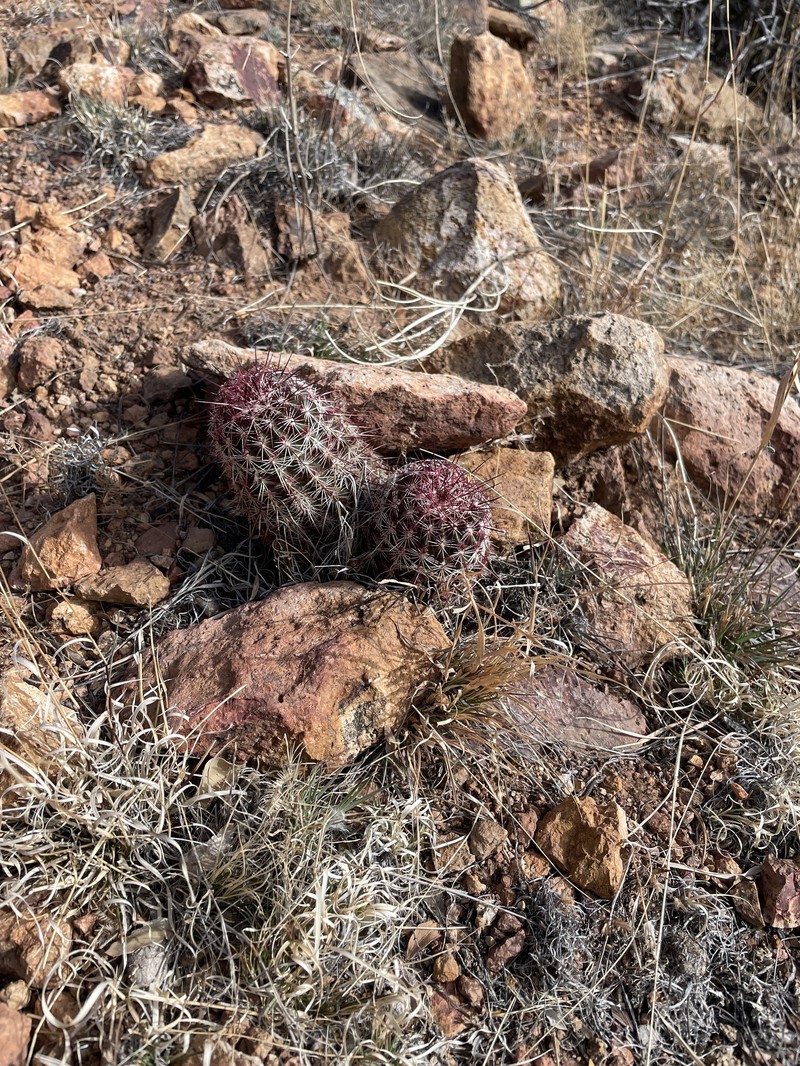 Echinocereus chloranthus subsp. rhyolithensis photo 8