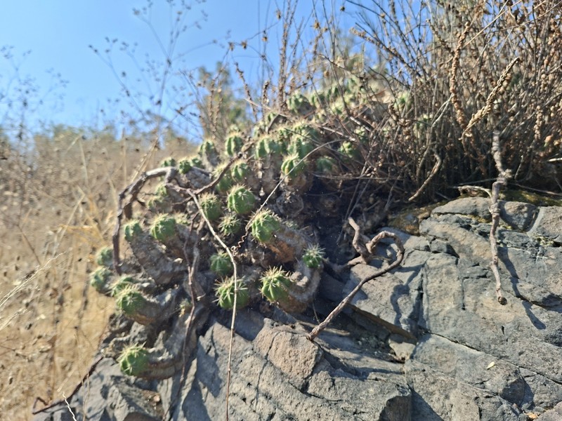 Echinocereus cinerascens subsp. cinerascens photo 2