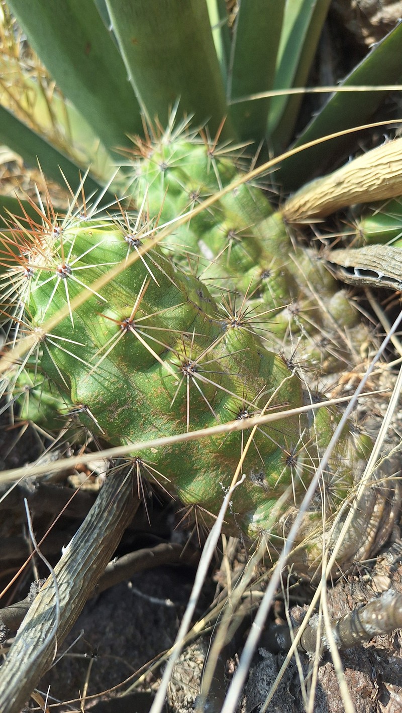 Echinocereus cinerascens subsp. cinerascens photo 3