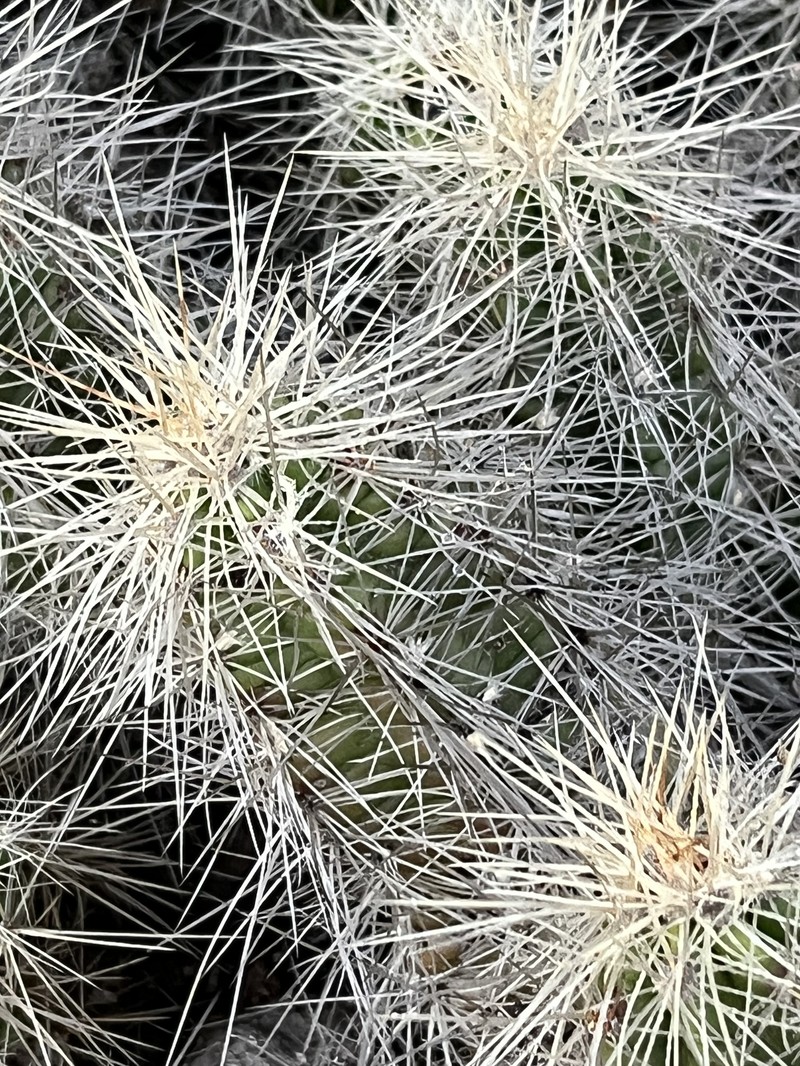 Echinocereus cinerascens subsp. cinerascens photo 4