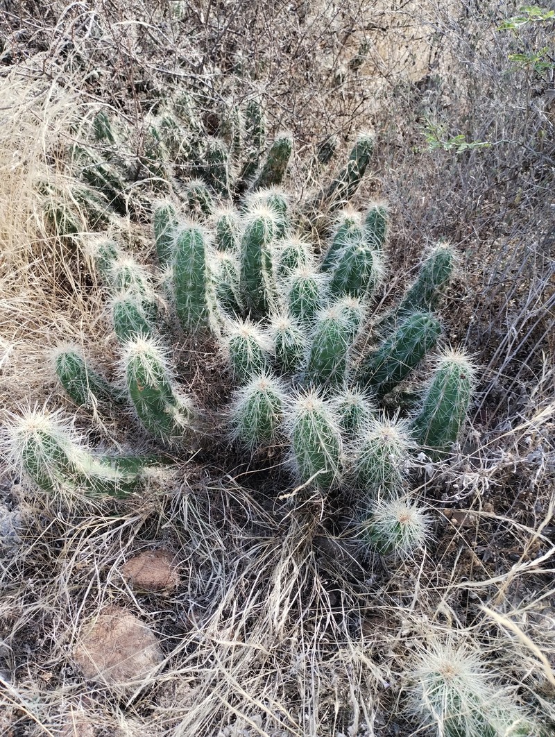 Echinocereus cinerascens subsp. cinerascens photo 5