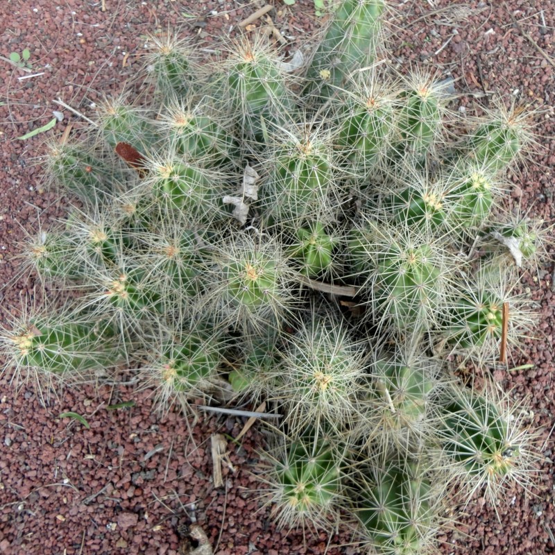 Echinocereus cinerascens subsp. cinerascens