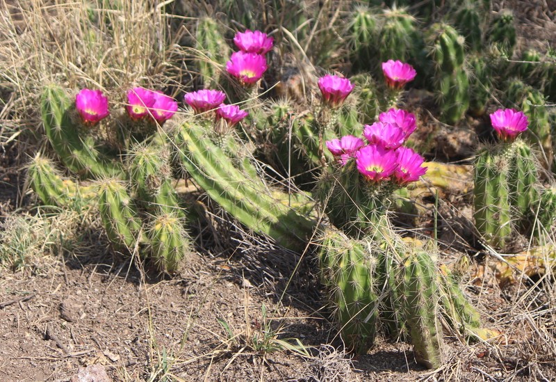 Echinocereus cinerascens subsp. cinerascens photo 6