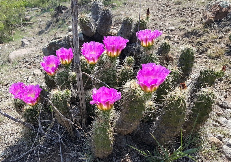 Echinocereus cinerascens subsp. cinerascens photo 7