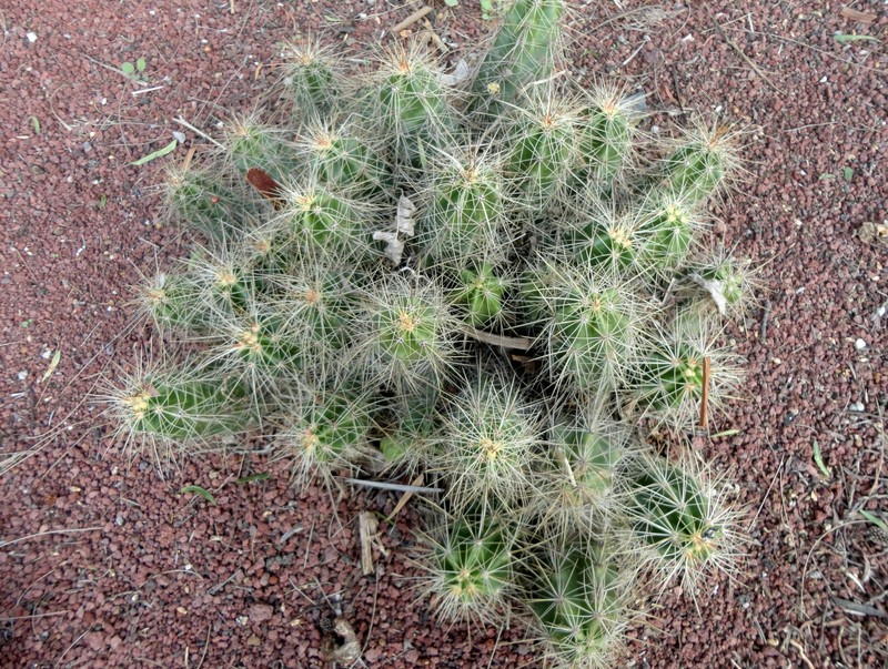 Echinocereus cinerascens subsp. cinerascens photo 8