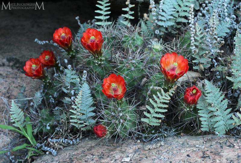 Scarlet Hedgehog Cactus