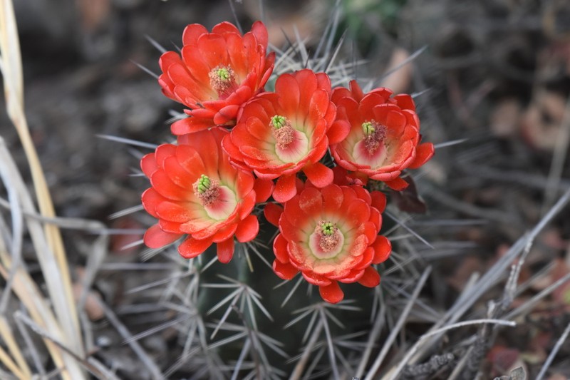 Scarlet Hedgehog Cactus photo 2