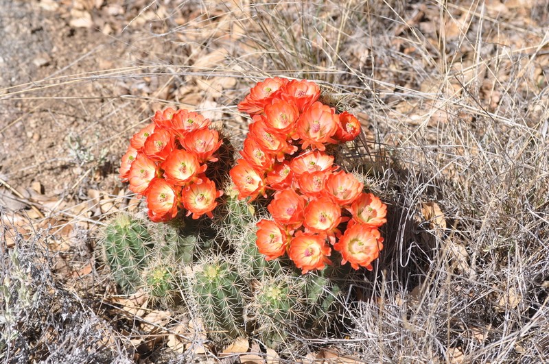 Scarlet Hedgehog Cactus photo 3